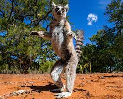 Dancing Lemur